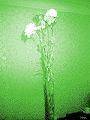 image35